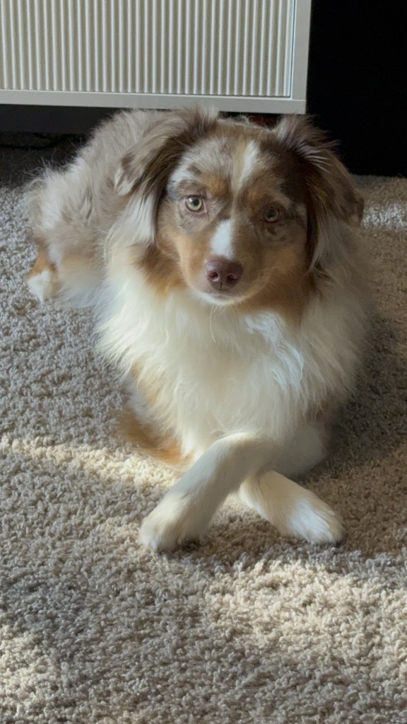 Ginny (Bitty x Jackson) 2 Years.